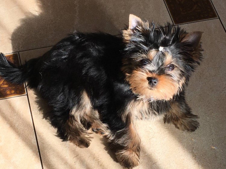 Йоркширский терьер Щенячья