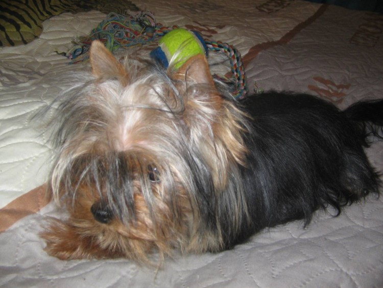 Стрижка йорков у глаз