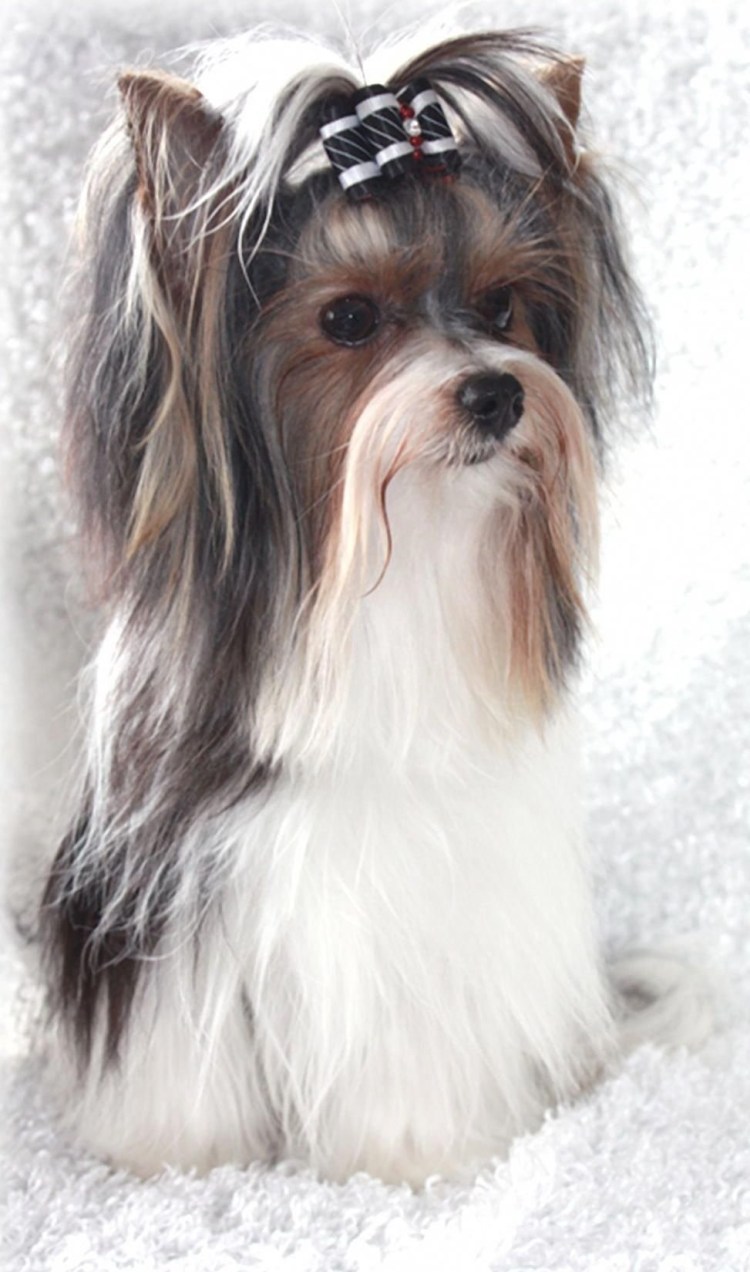 Йоркширский терьер