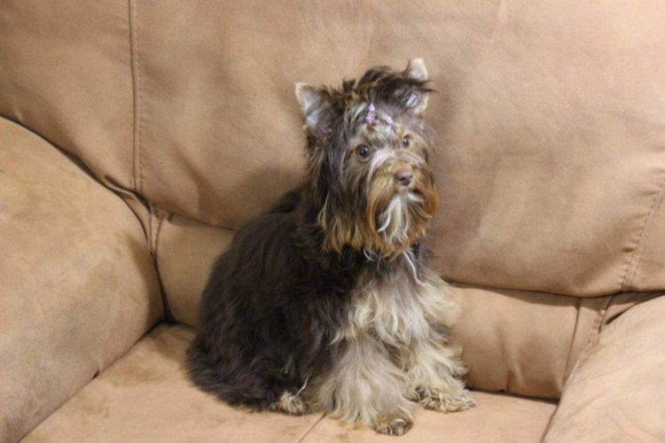 Шоколадный Йорк перецветет?