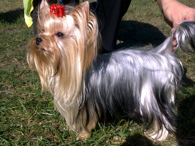 Порода Йоркшир терьер