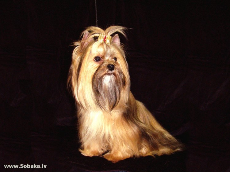 Йоркширский терьер стандарт стрижки