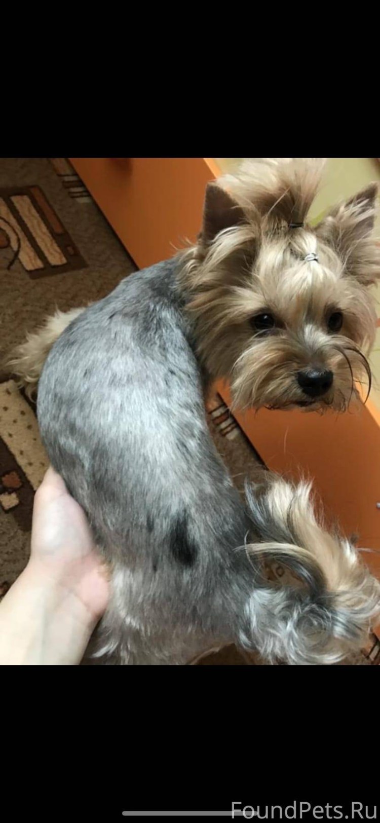 Бивер-Йоркширский терьер белый