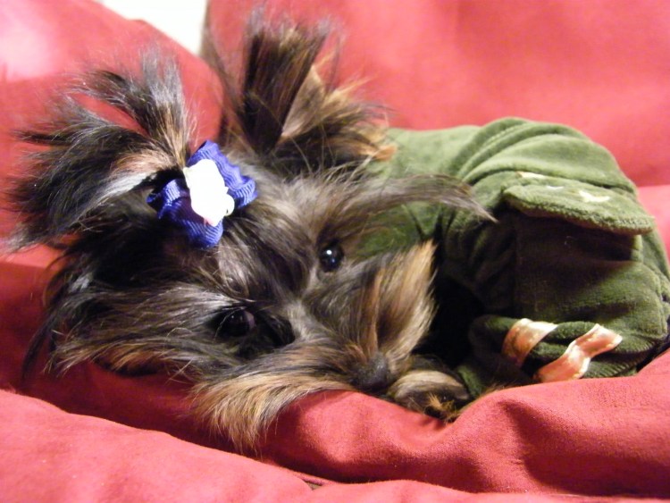 Йоркширский терьер 6 кг