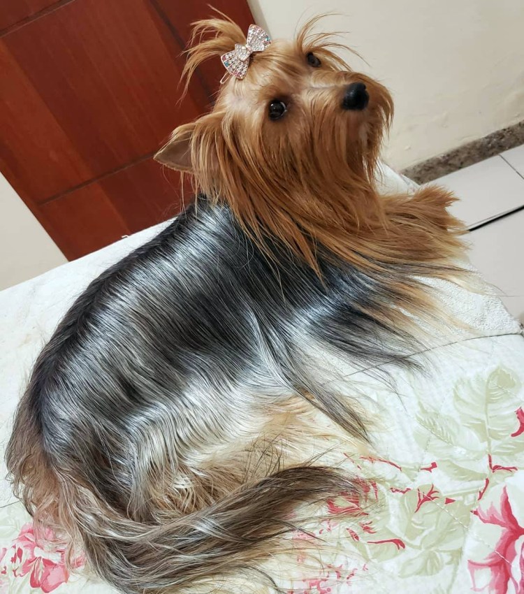 Чихуахуа Комби