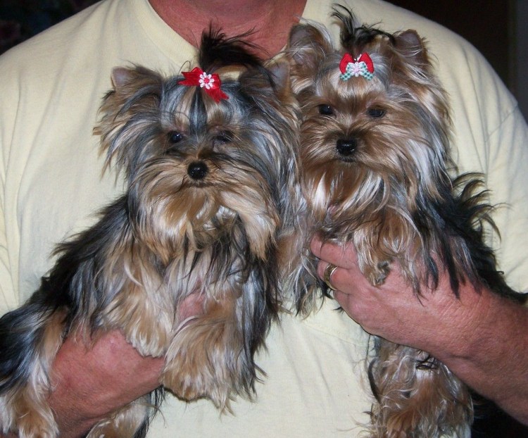 Перецвет щенка йоркширского терьера