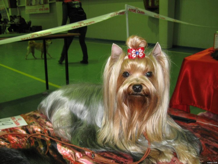 Порода собак Московская салонная