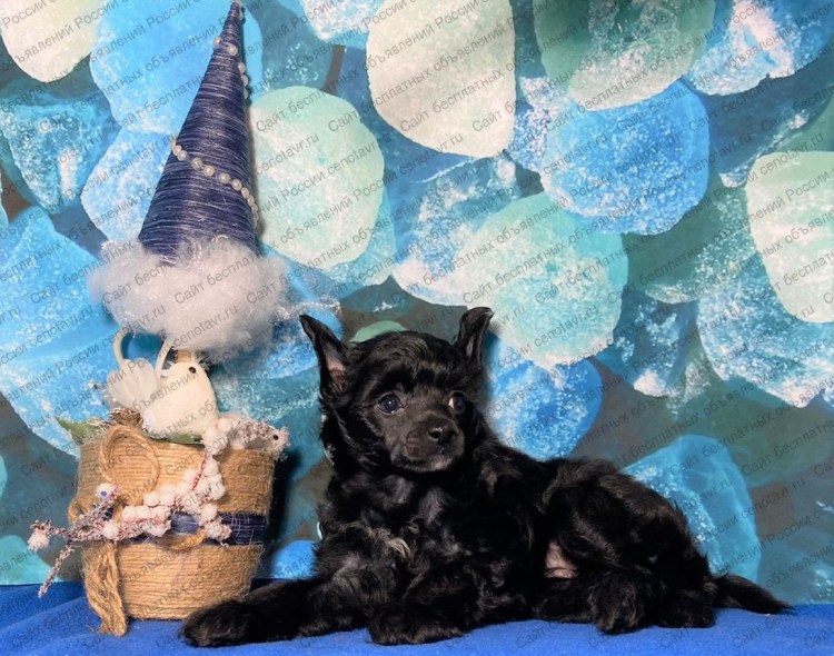 Шилонская овчарка щенки