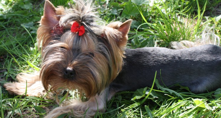 Чистопородный Йоркширский терьер