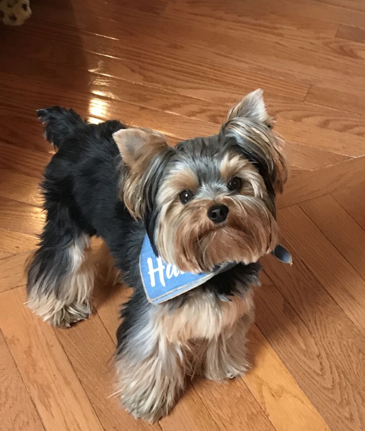 Породы собак с фотографиями и названиями средних