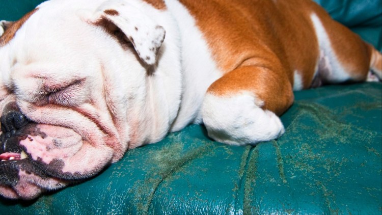 Стрижки йорков мальчиков щенков 4 месяца