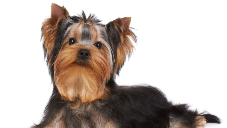 Йоркширский терьер классический