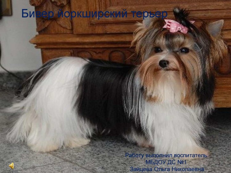 Йоркширский терьер мини белый