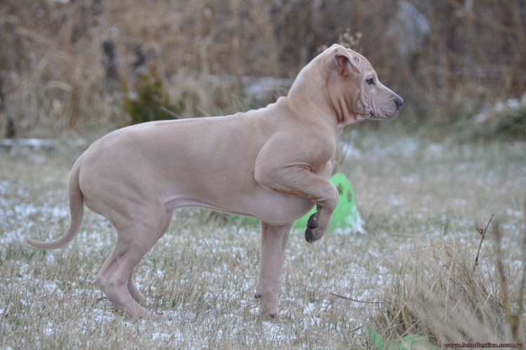 Пражский крысарик