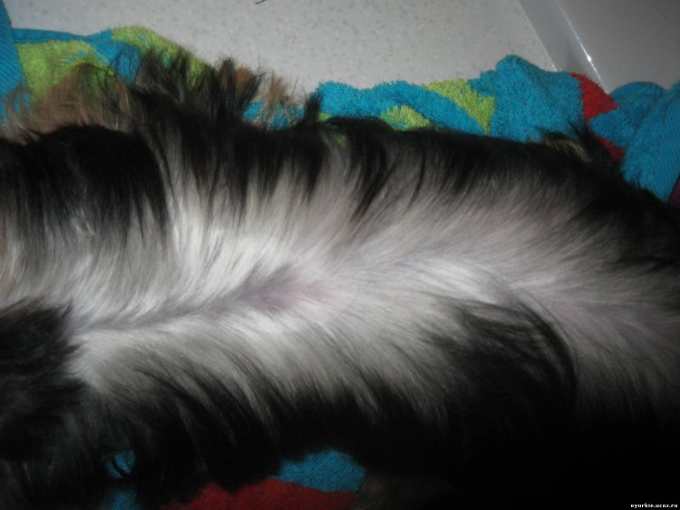 Йорк Парадайз