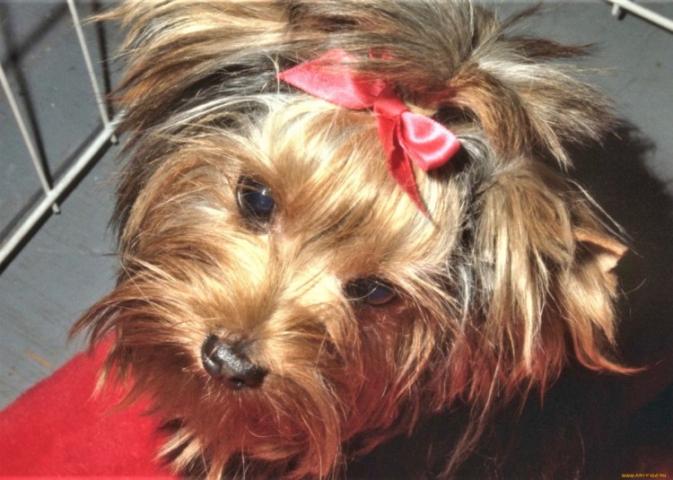 Блю Лейси щенок