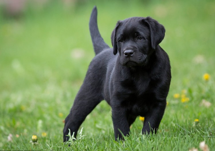 Терьер Йоркширский стриженный мальчик