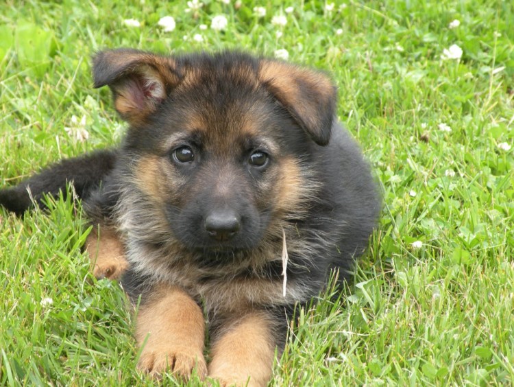 Стаффордширский терьер черн