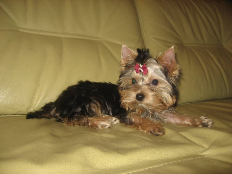 Королевский пудель нестриженный