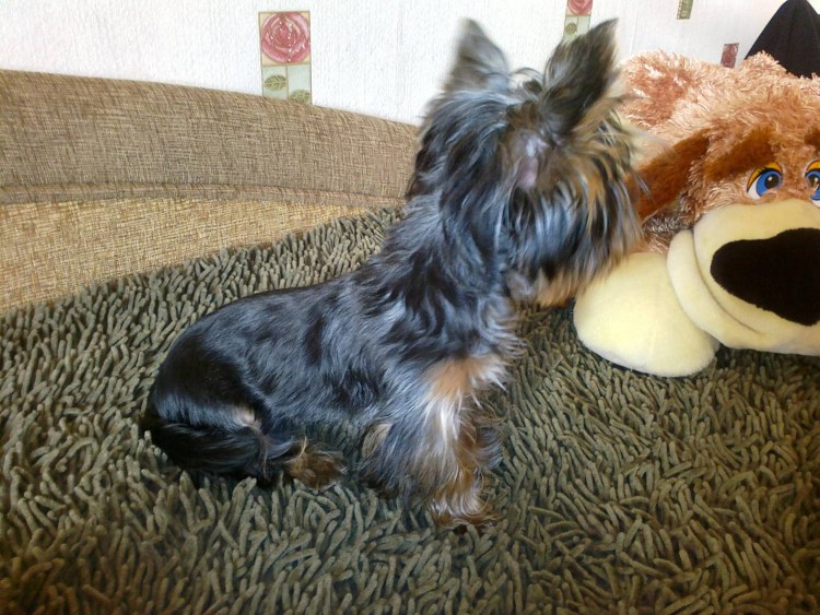 Опасные растения для животных