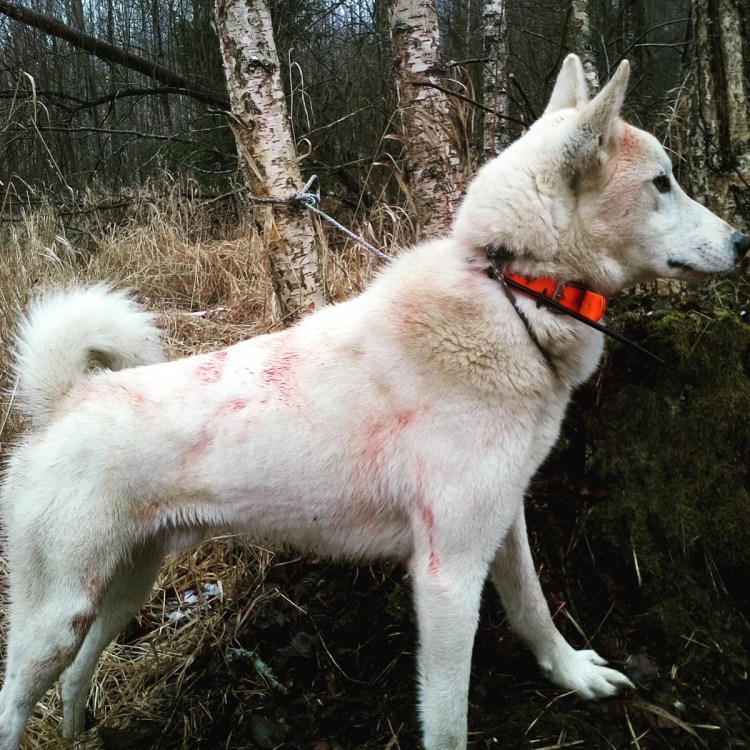 Западно-Сибирская лайка белая