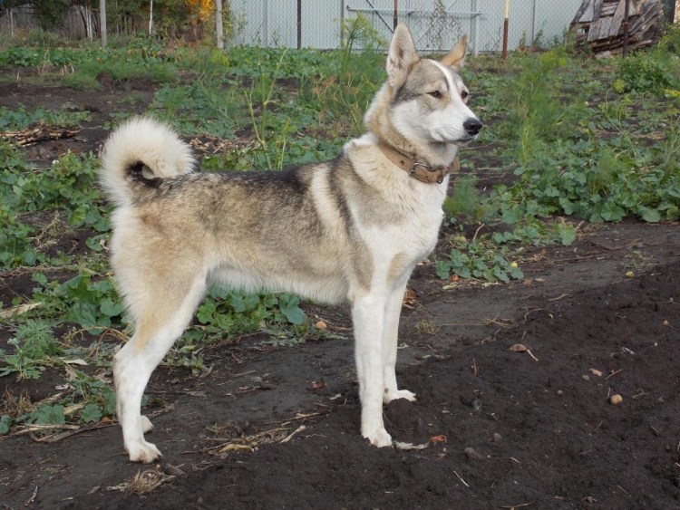 Лайка Западно-Сибирская Пегий