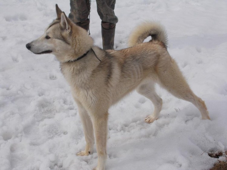 Западносибирская лайка белая