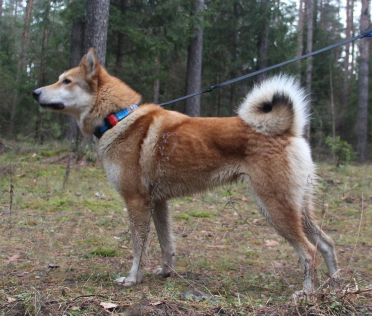Западно Сибирская лайка рыжая