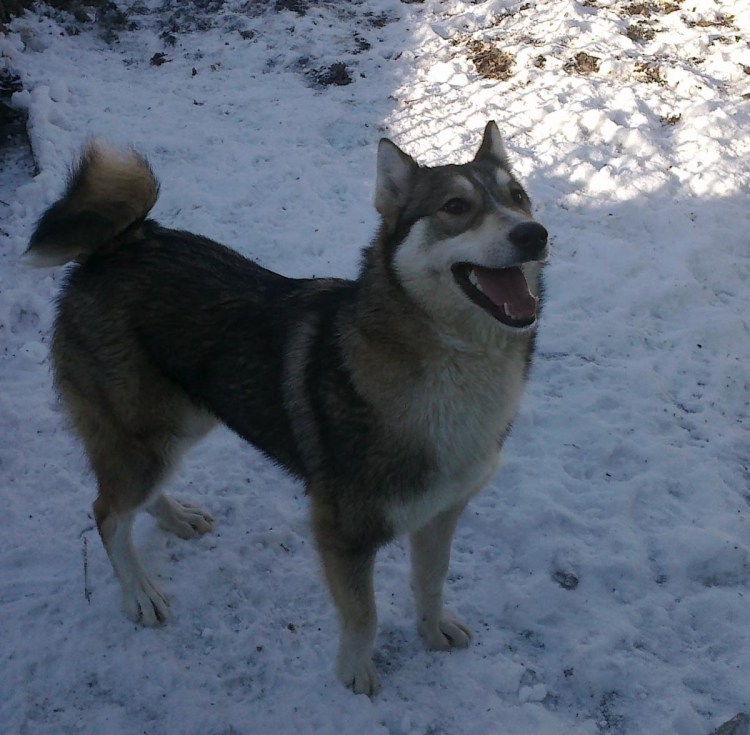 Восточно-Сибирская лайка карамистая