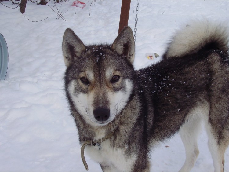Западно Сибирская лайка серый кобель