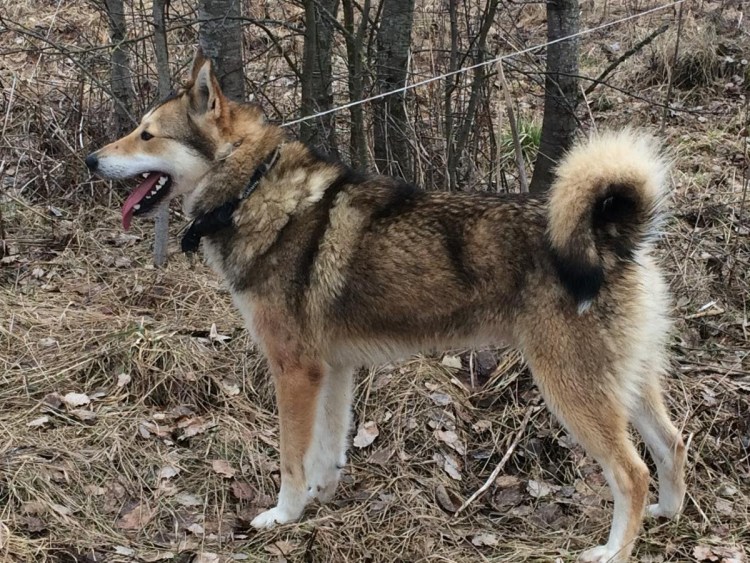 Западносибирская лайка