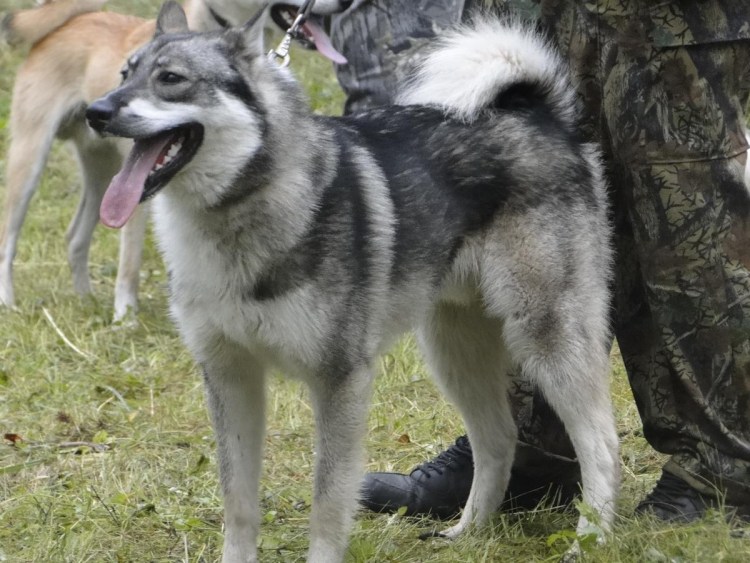 Западносибирская лайка Волчий окрас