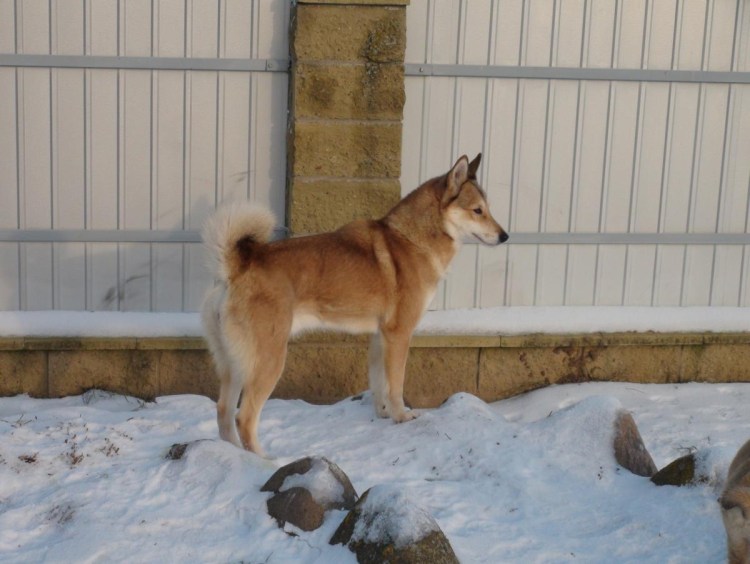 Лайки ЗСЛ рыжие