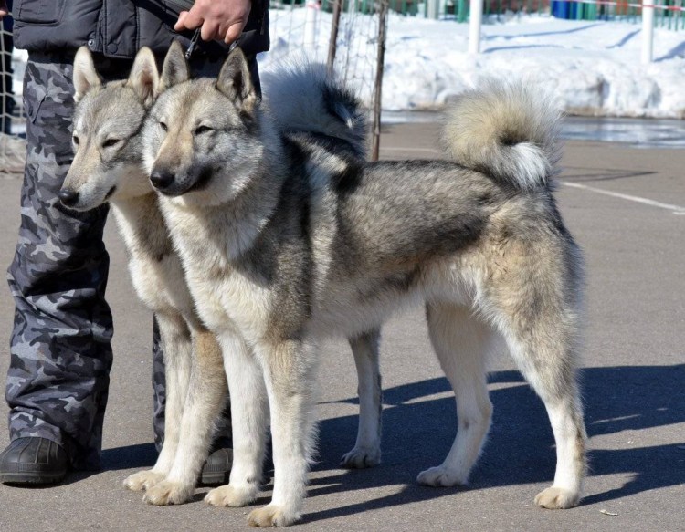 Западно-Сибирская лайк