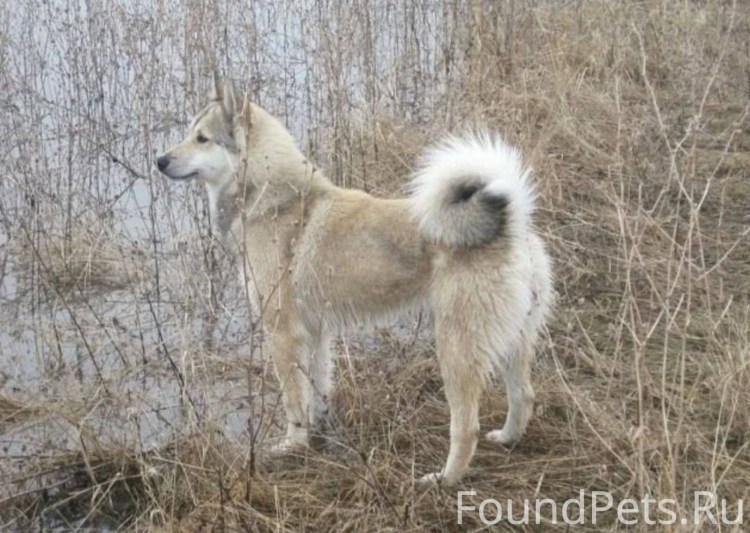 Западно Сибирская лайка длинношерстная