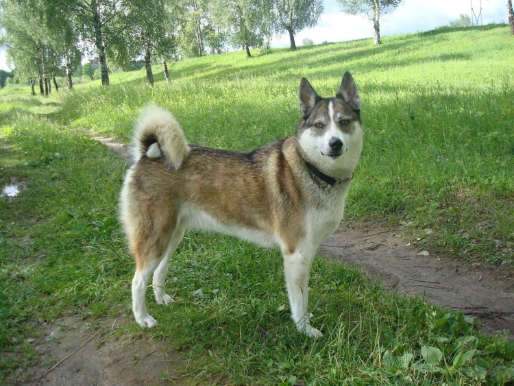Восточносибирская лайка серая
