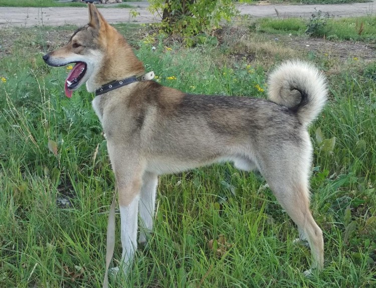 Западно Сибирская лайка Волчий окрас