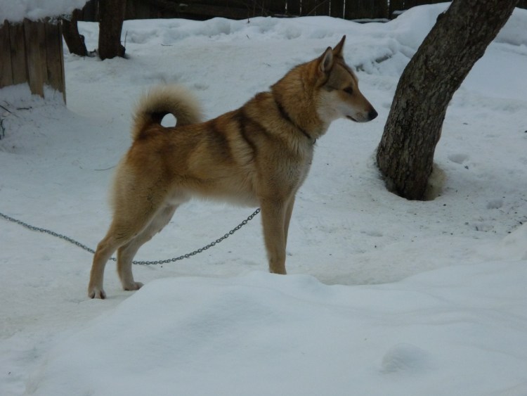 Лайки ЗСЛ рыжие