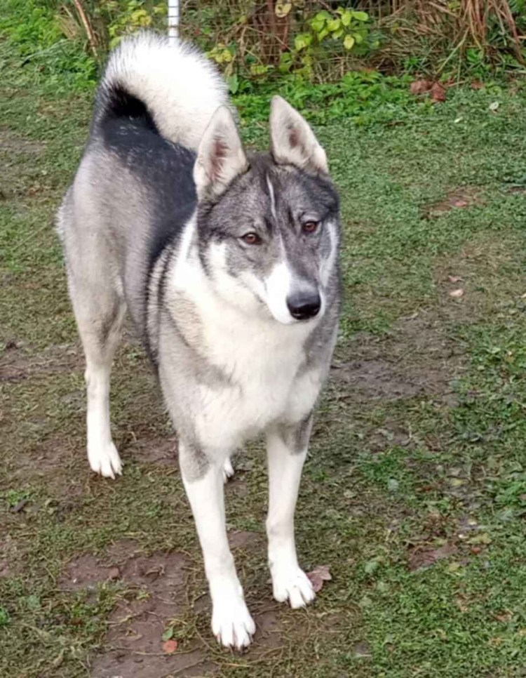 Западно Сибирская лайка серая