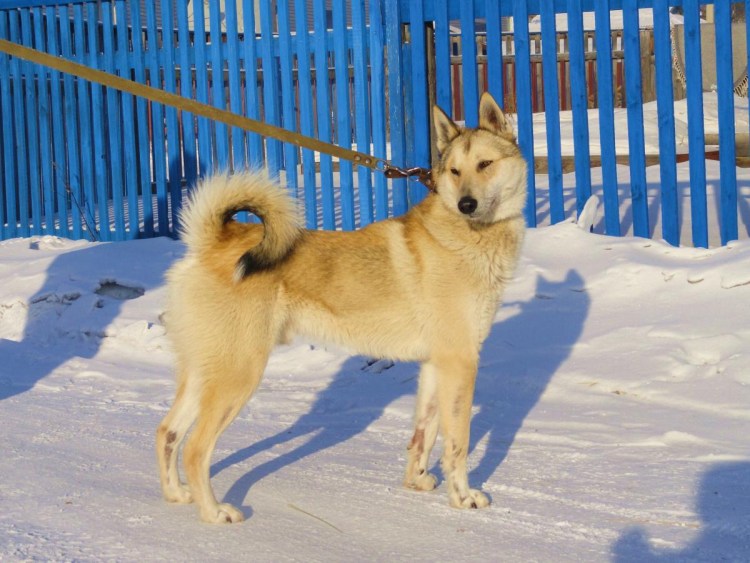 Восточносибирская лайка