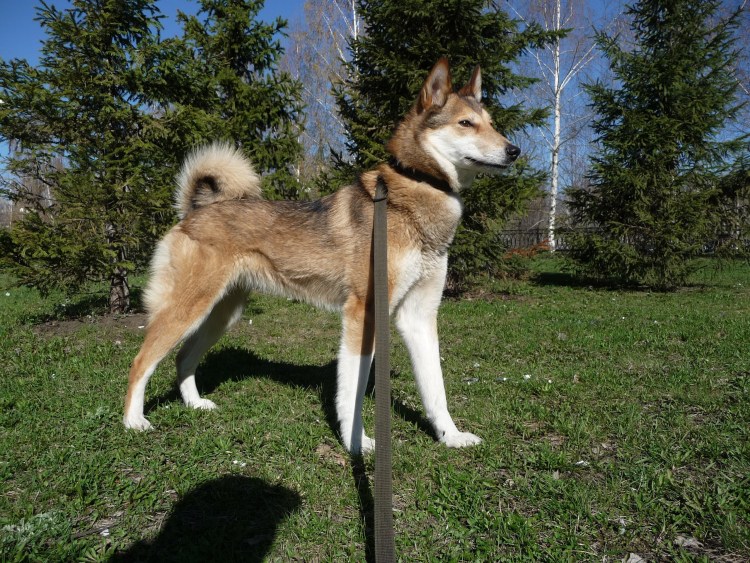 Западно Сибирская лайка Мансийская