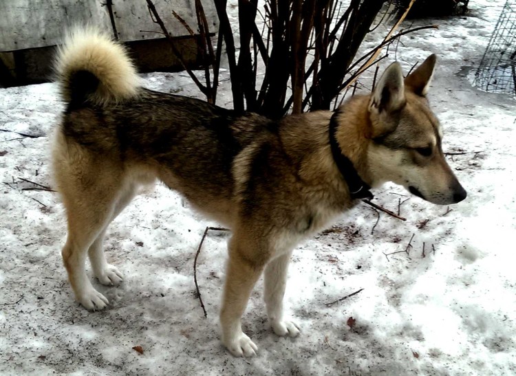 Западно-Сибирская лайка зонарного окраса