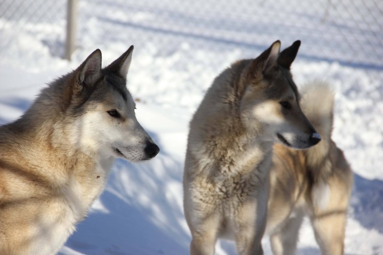 Западно Сибирская Сибирская лайка