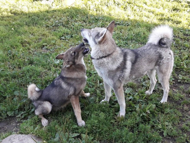 Западно Сибирская лайка длинношерстная