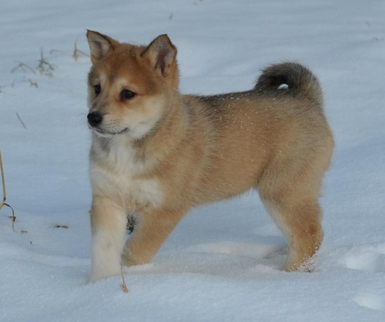 Западносибирская лайка щенки