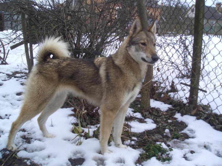 Западносибирская лайка Таганай