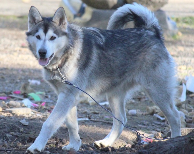 Щенки метис Западно сибирской лайки
