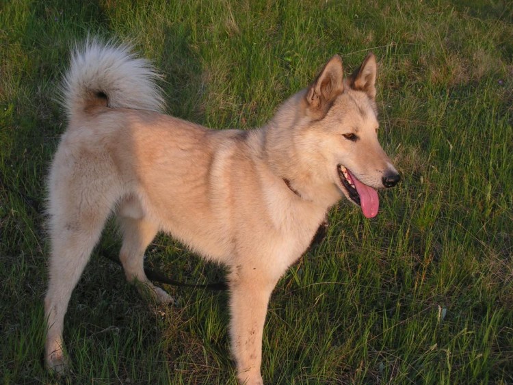 Западно Сибирская лайка палевая