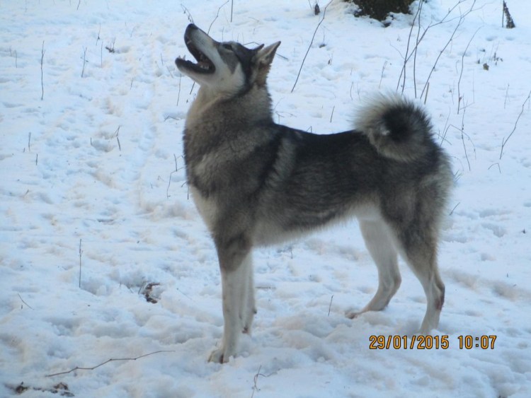 Подпалый окрас ЗСЛ