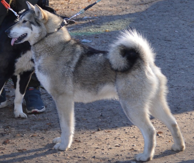 Западносибирская лайка черная
